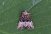 Mesoligia furuncula